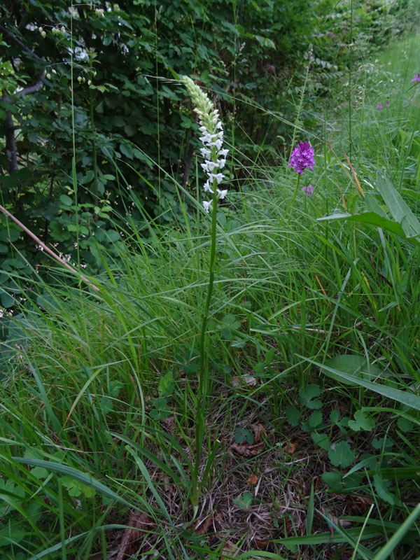 sono 2......Gymnadenia odoratissima ?....s !